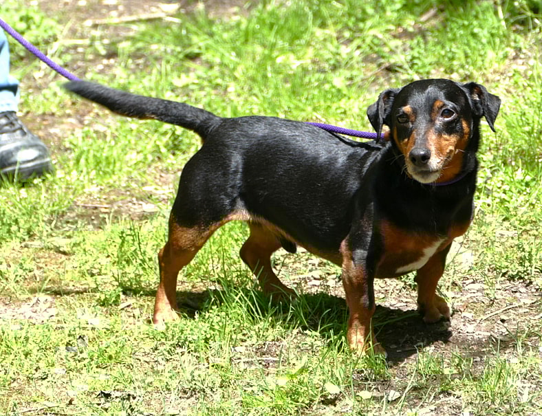 Ziggy (courtesy post)