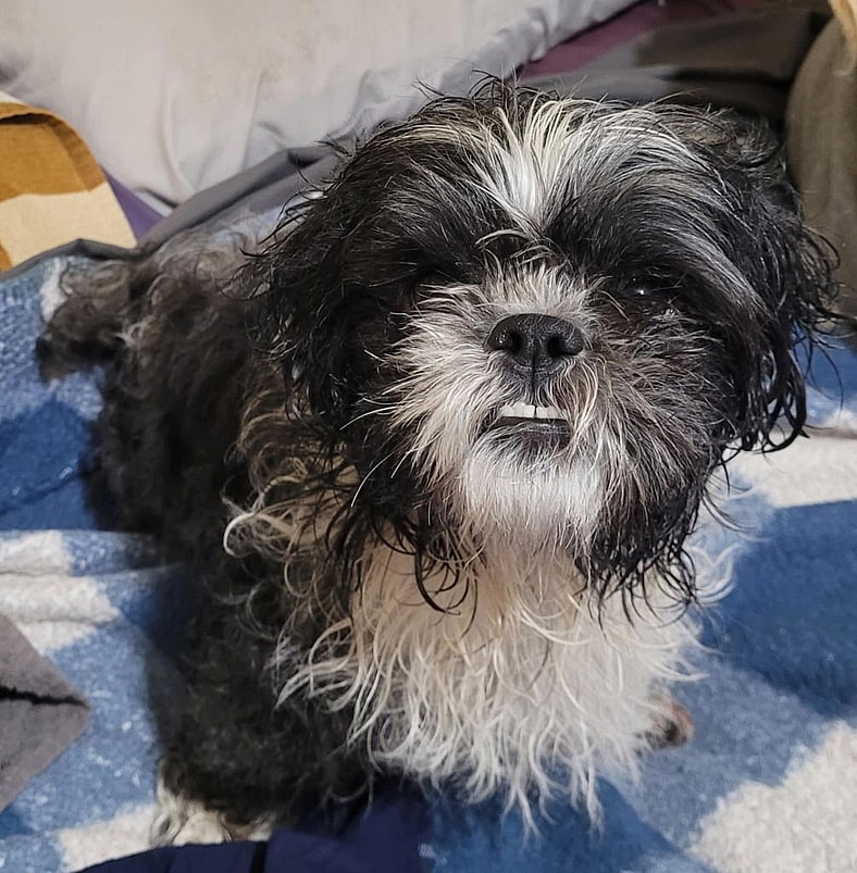 Oreo - Shih Tzu
