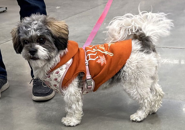 Remi *COURTESY LISTING - Shih Tzu