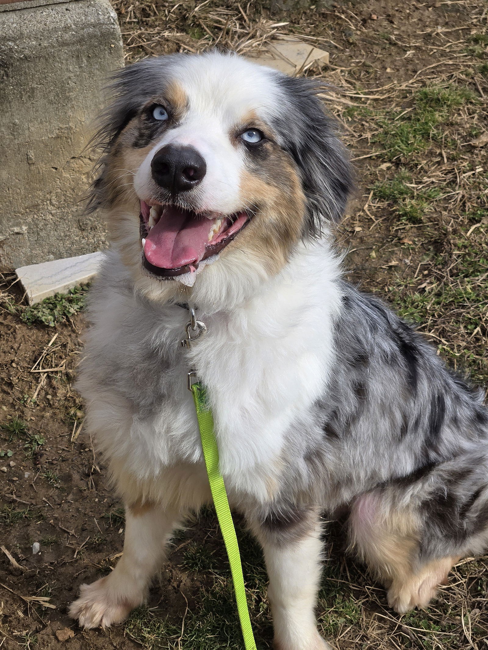 Dundee - Anatolian Shepherd