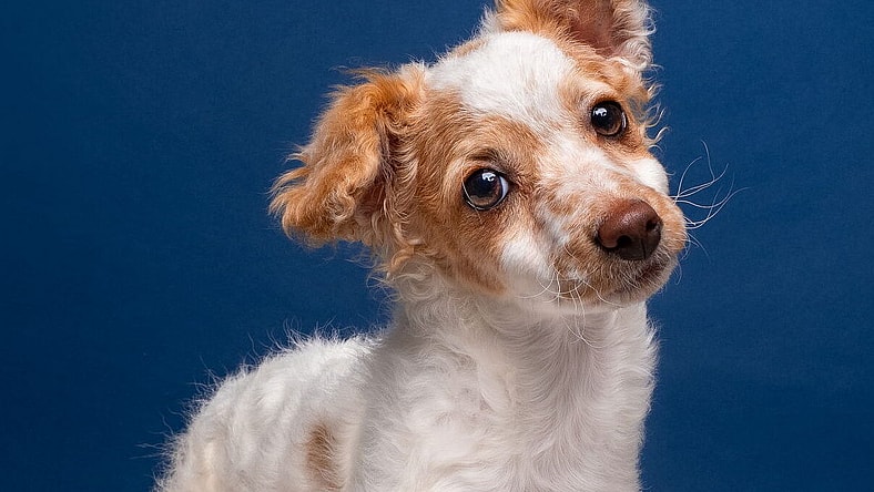 Ladybug - Poodle (Miniature)