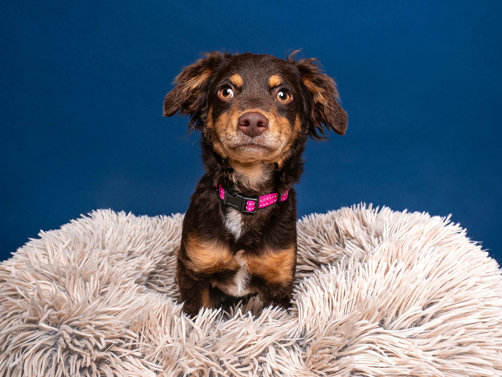 Dreamcatcher - Dachshund