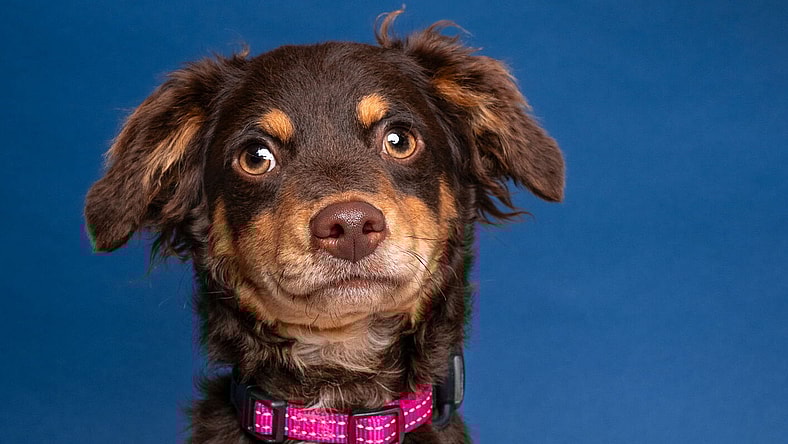 Dreamcatcher - Dachshund