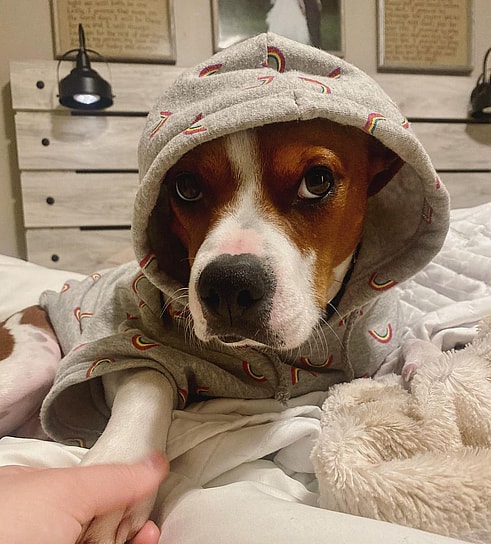 Winston, the Beagle that watches TV