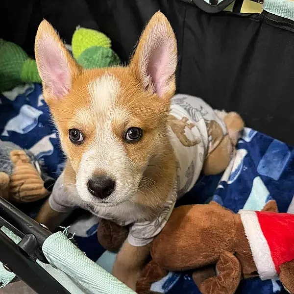11-Week-Old Puppy Endured Unthinkable Abuse—Now His Fight for Survival Begins