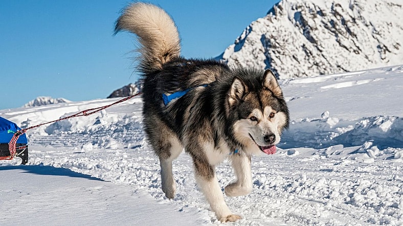 The Alaskan Malamute: America’s Arctic Powerhouse With a State in Its Name