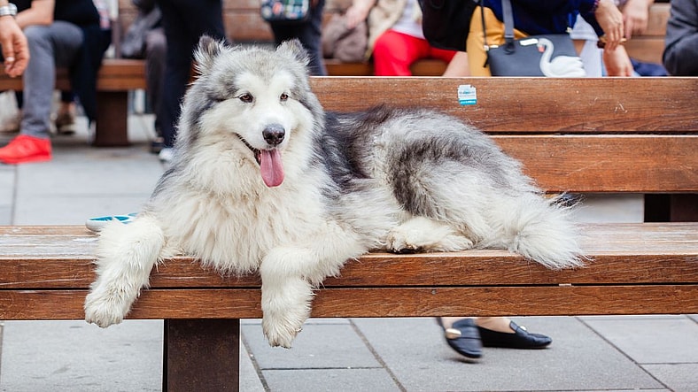 The Alaskan Malamute: America’s Arctic Powerhouse With a State in Its Name