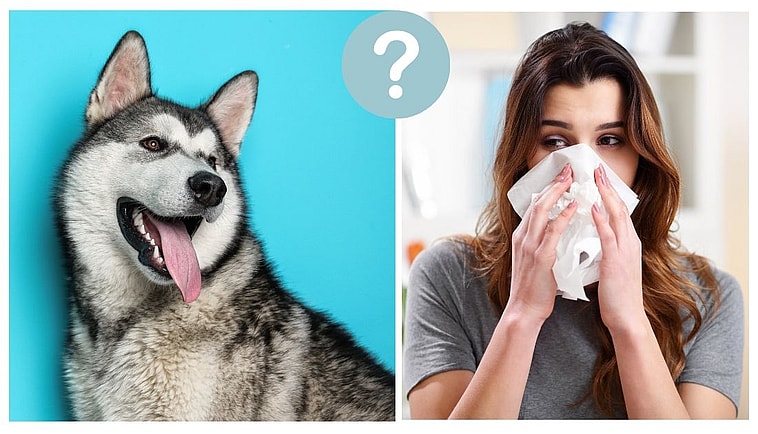 Alaskan Malamutes Hypoallergenic