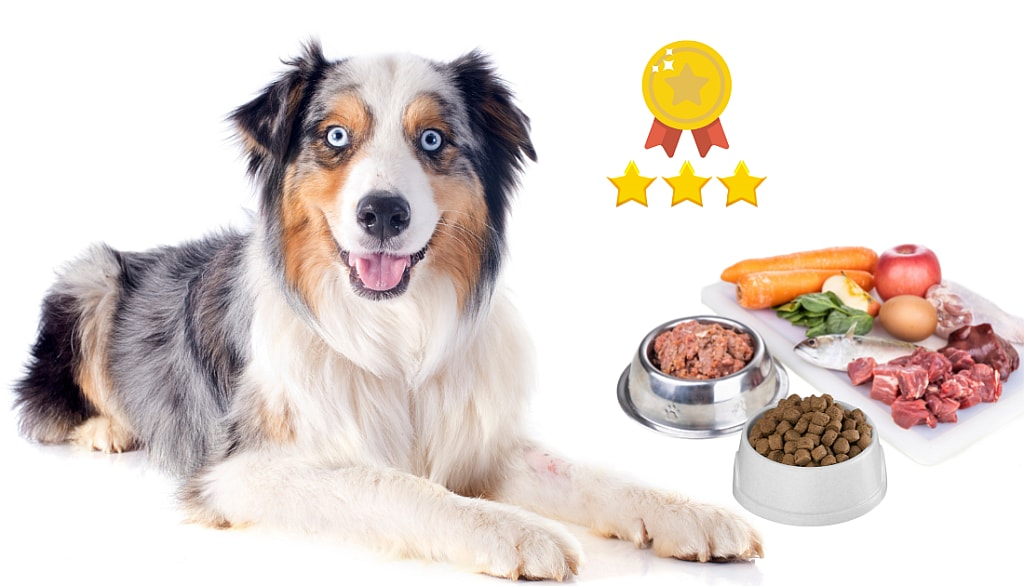 Best food for Australian Shepherd Best food for Australian shepherds