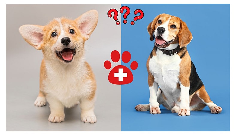 Beagle Mixed with Corgi