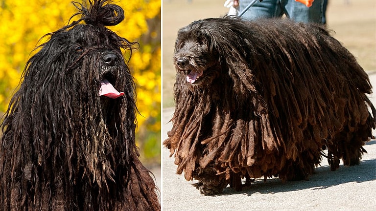 The Bergamasco Sheepdog