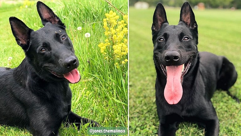 Black Belgian Malinois