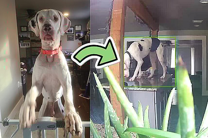 Great Dane the escaping artist
