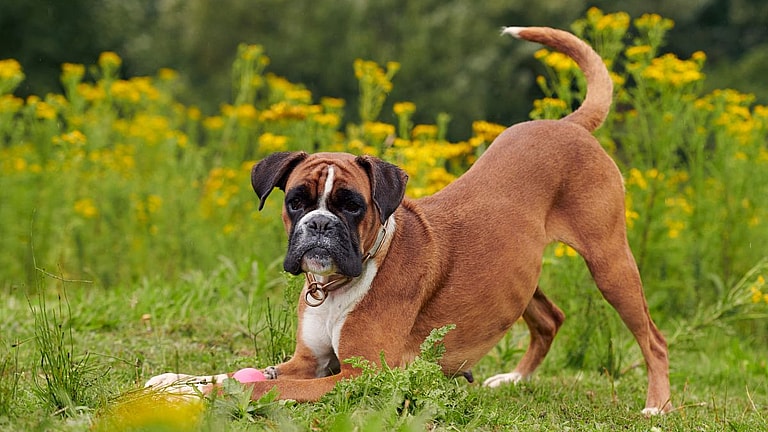 Boxer Dog Names