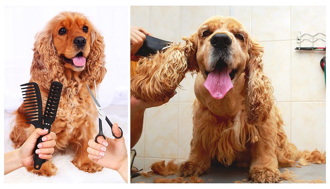 cocker spaniel  haircut