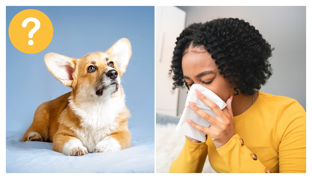 Are Corgis Hypoallergenic?