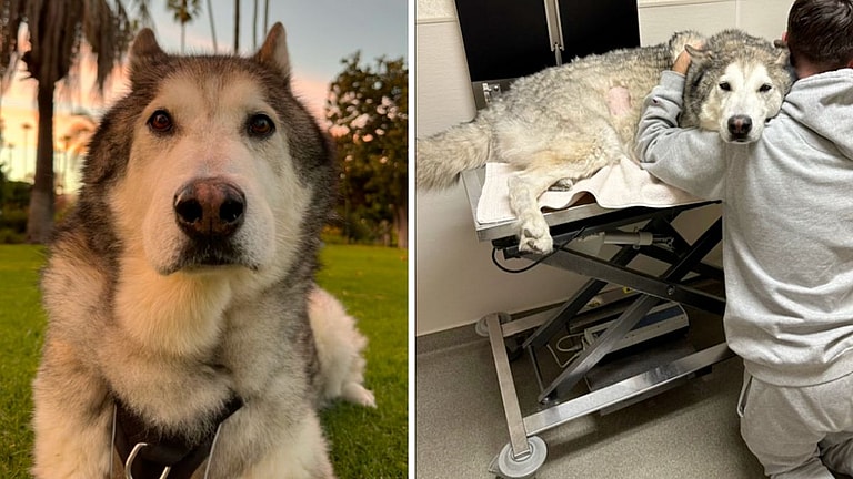 Dog Owner Creates Awareness After Alaskan Malamute Unexpectedly Dies of Bloat
