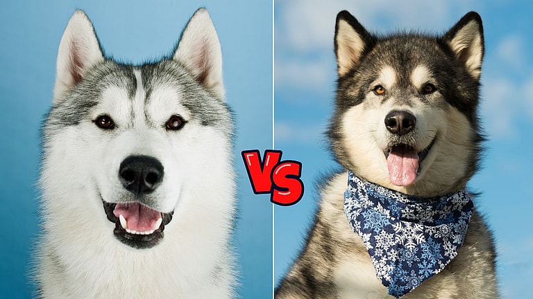 Malamute vs Husky