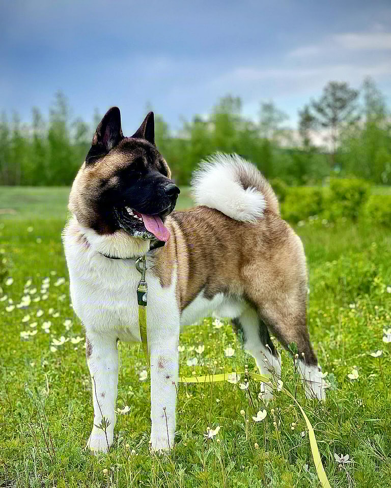 Aggressive Dog Breeds: Akitas