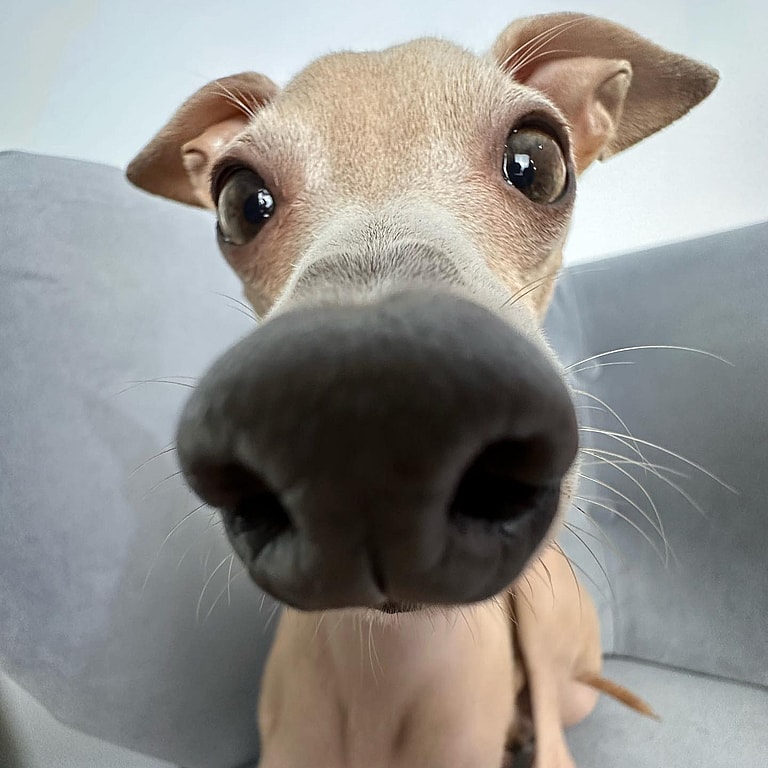 Dog with long nose