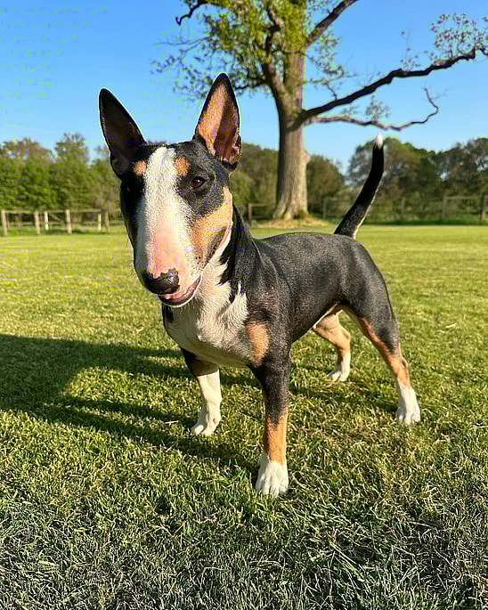 Trixie the English Bull Terrier 