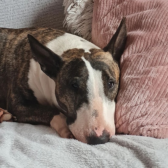 Sia the English Bull Terrier 