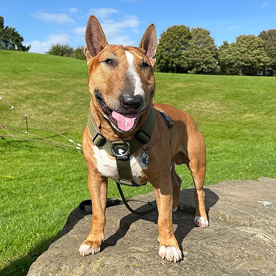 Ernie the English Bull Terrier 