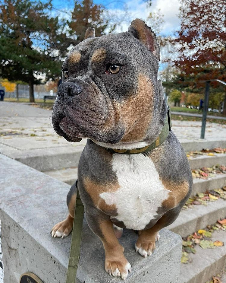 For a lovable face, check out Rudy! This pocket bully loves to strut her stuff.