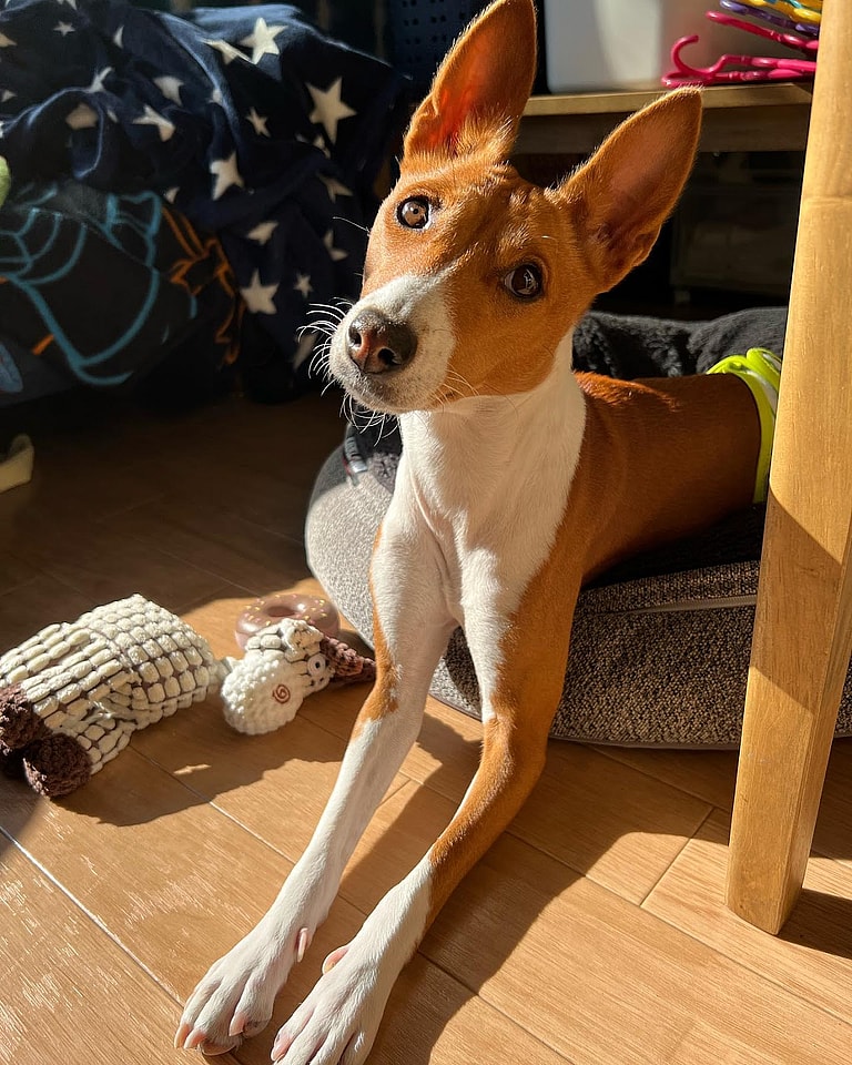 Aggressive Dog Breeds: Basenji