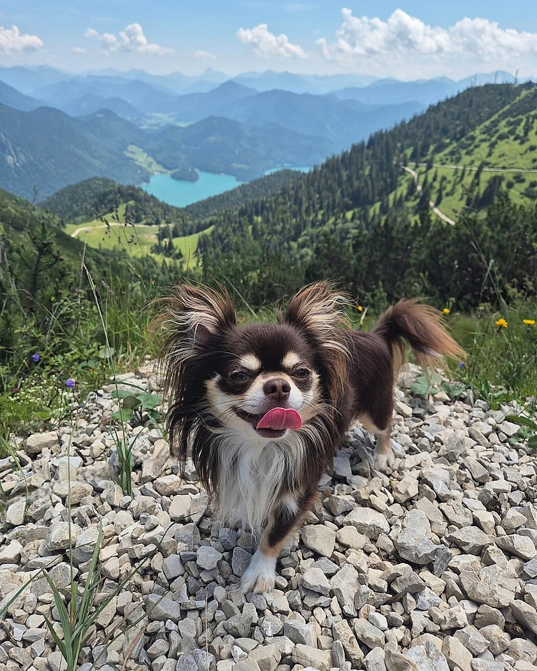 Apple Head Chihuahuas