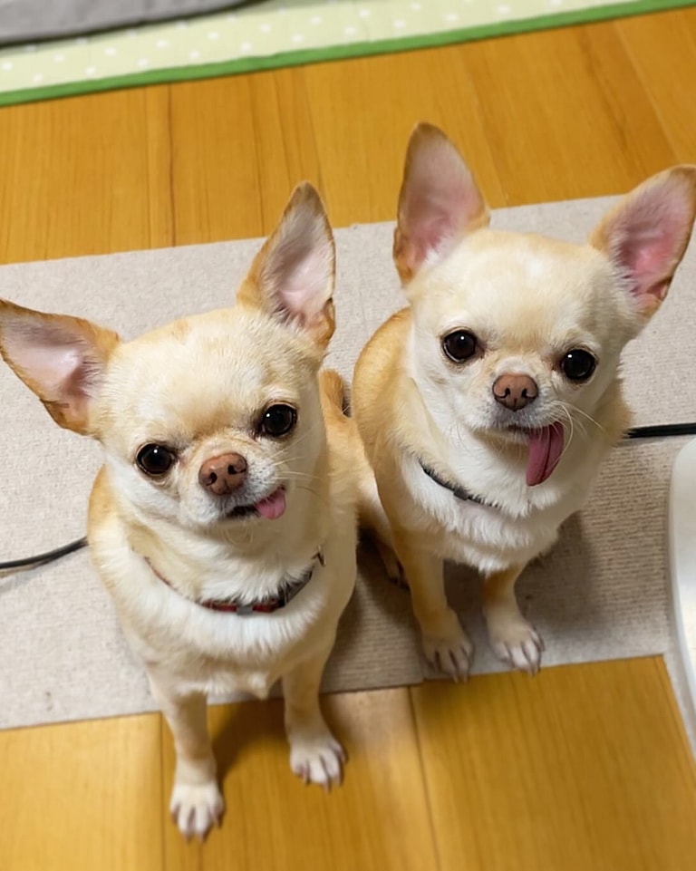 Apple Head Chihuahuas