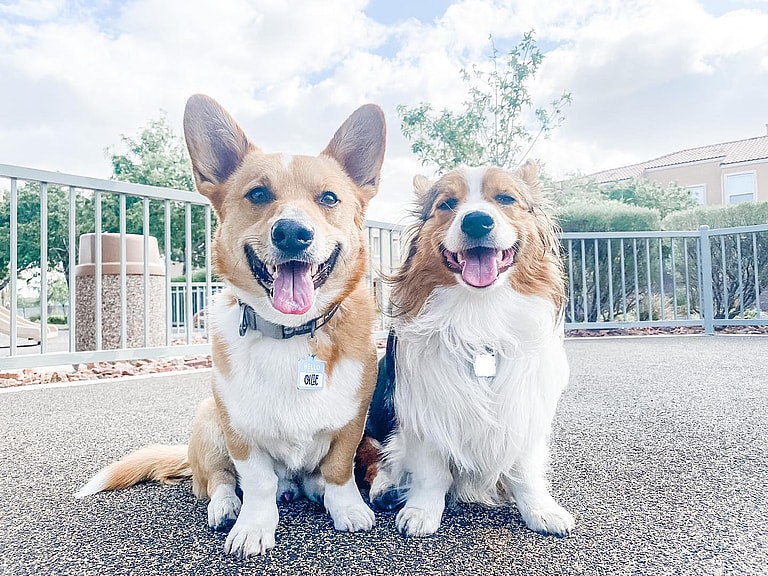 Corgis With Tails: Ollie