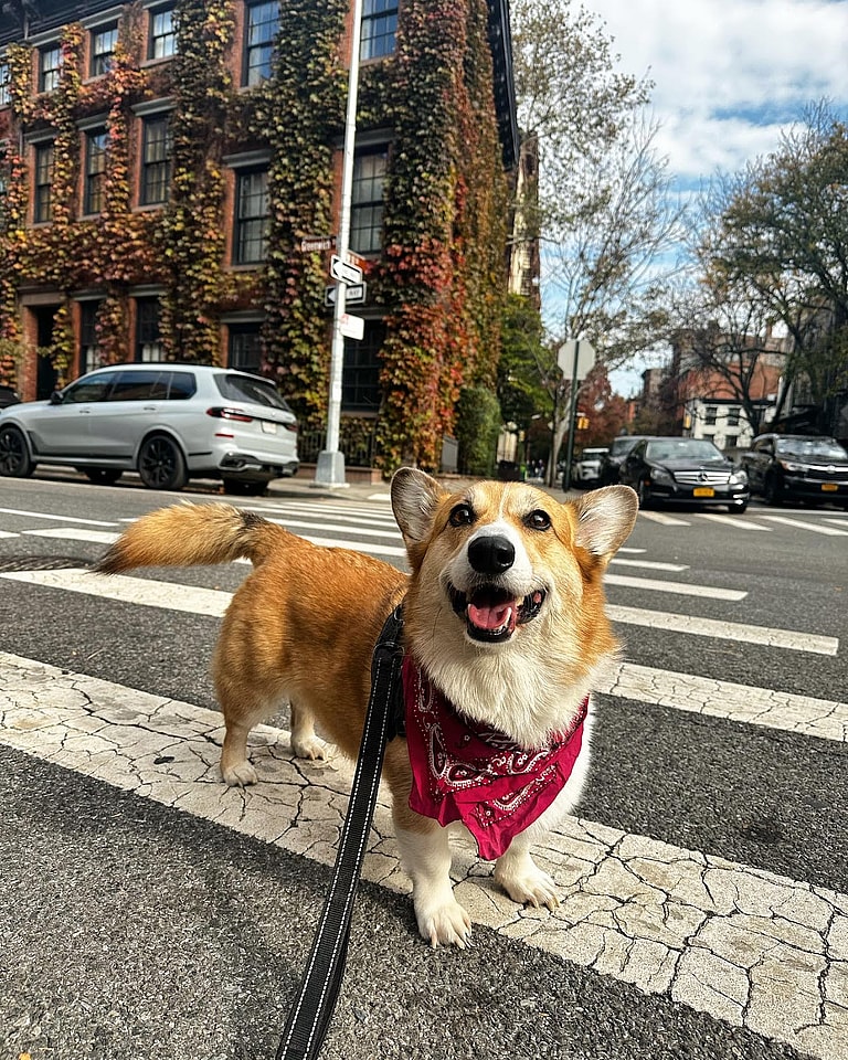 Corgis With Tails: Oliver