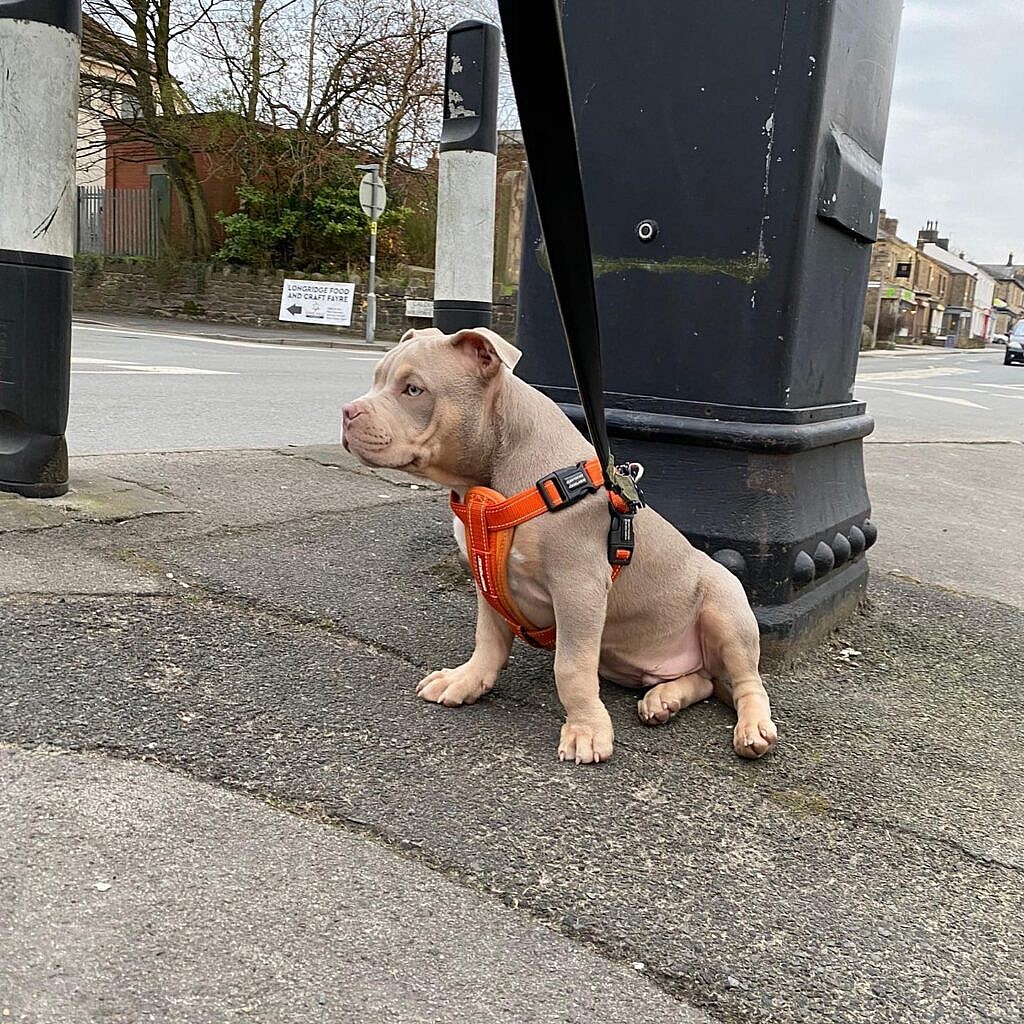 pocket Bully, Pocket Pittie, Micro Bully, Mini Pittie
