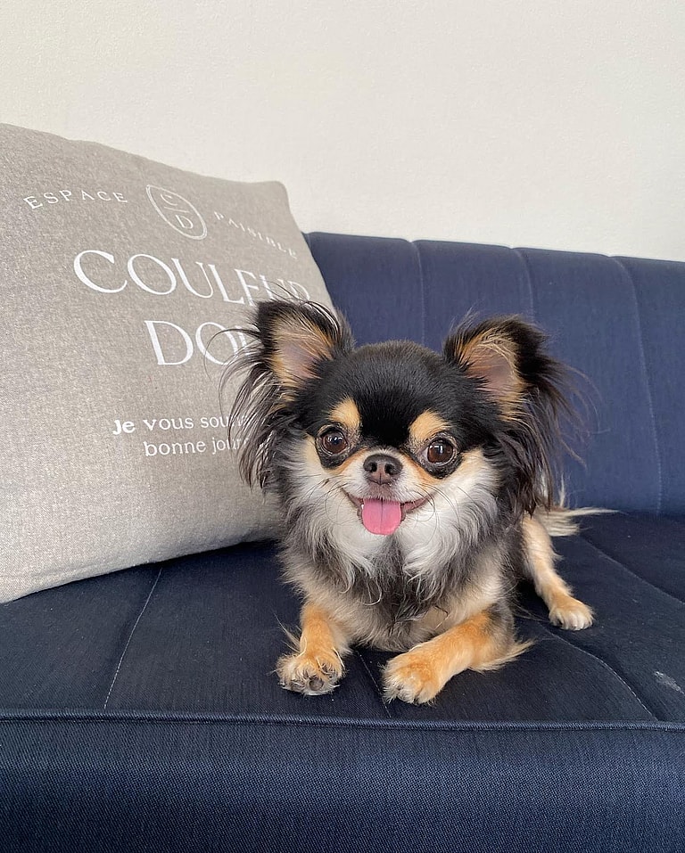 Aggressive Dog Breeds: chihuahuas