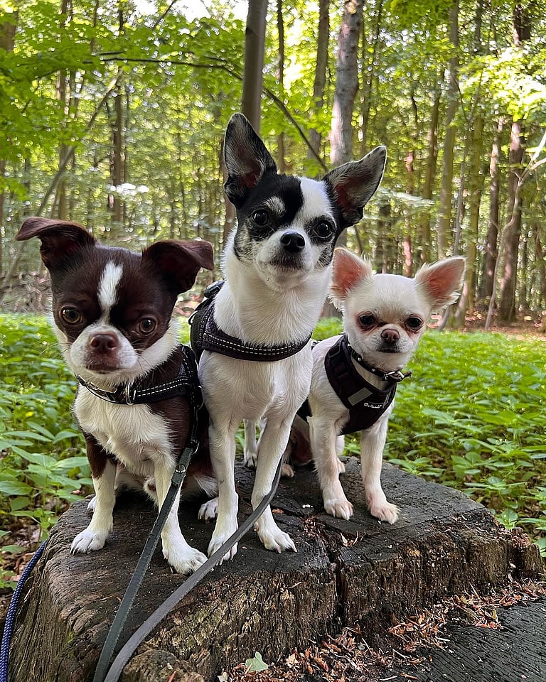 Aggressive Dog Breeds: chihuahuas