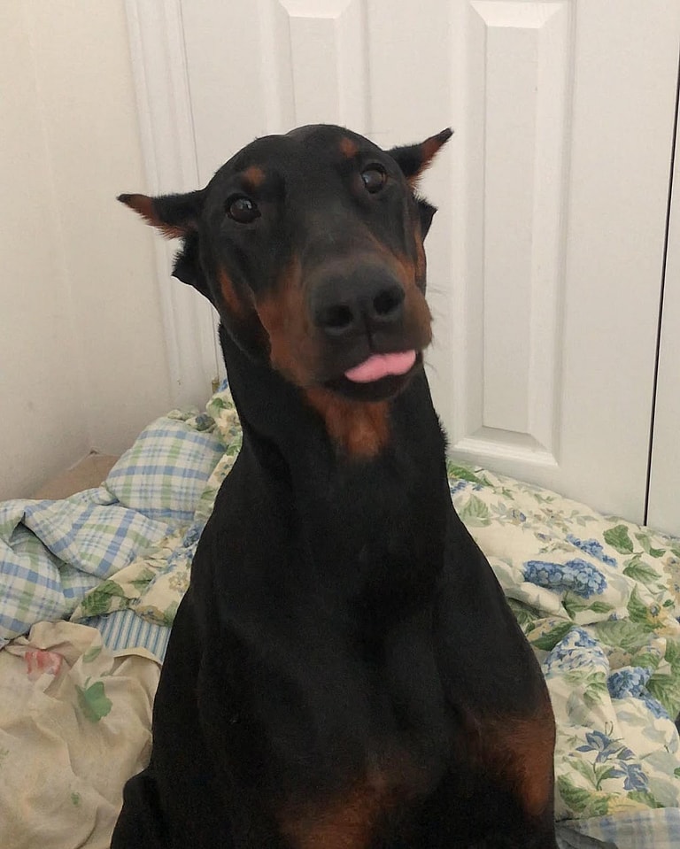 Aggressive Dog Breeds: Doberman