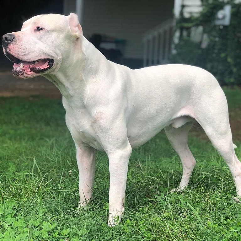 Aggressive Dog Breeds: Dogo Argentino