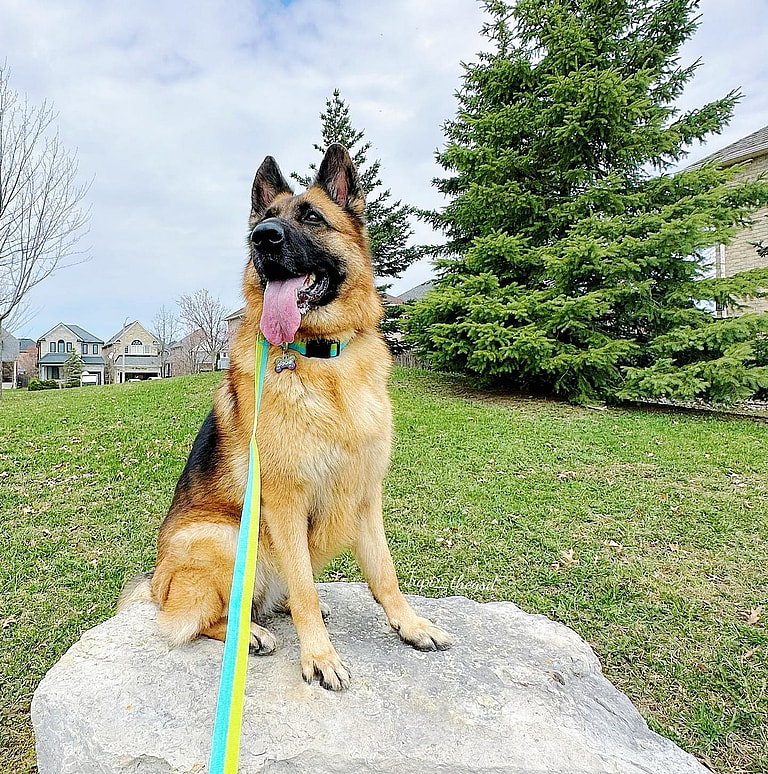 Aggressive Dog Breeds: German Shepherd