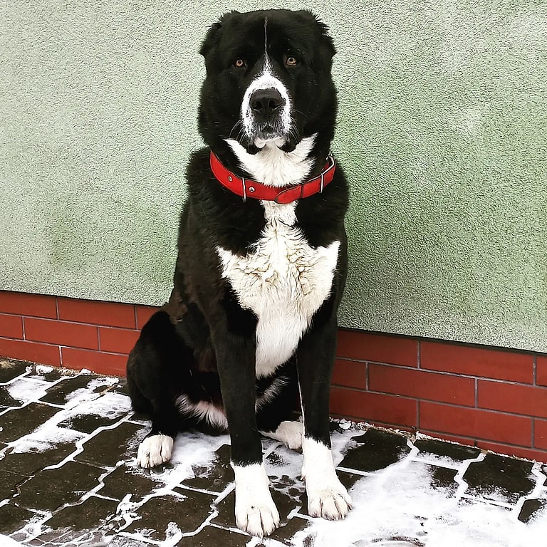 This Dog Was Bred by Mother Nature. Meet the Alabai, the Central Asian Shepherd dog