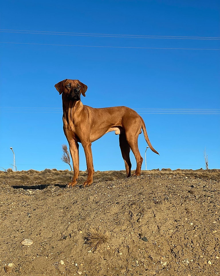 Aggressive Dog Breeds: Rhodesian Ridgebacks