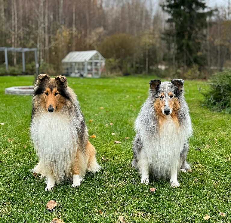 Aggressive Dog Breeds: Rough Collis