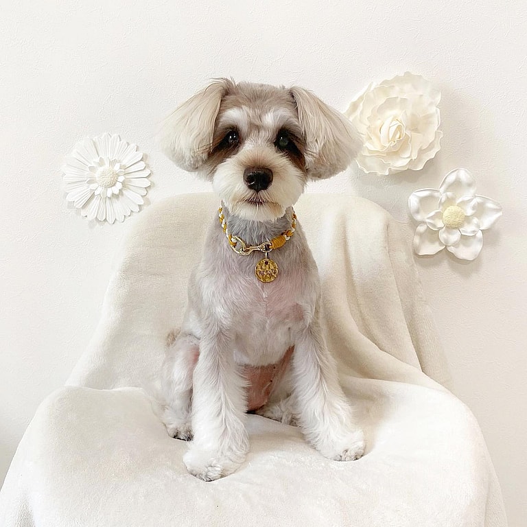 Aggressive Dog Breeds: Miniature Schnauzers