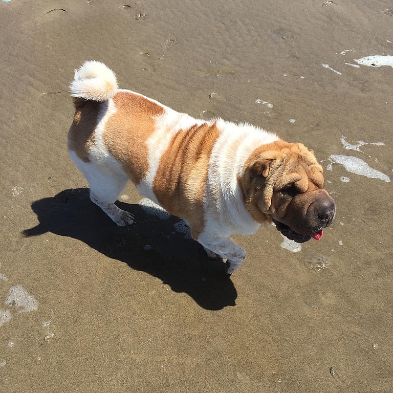 Aggressive Dog Breeds: Shar Pei