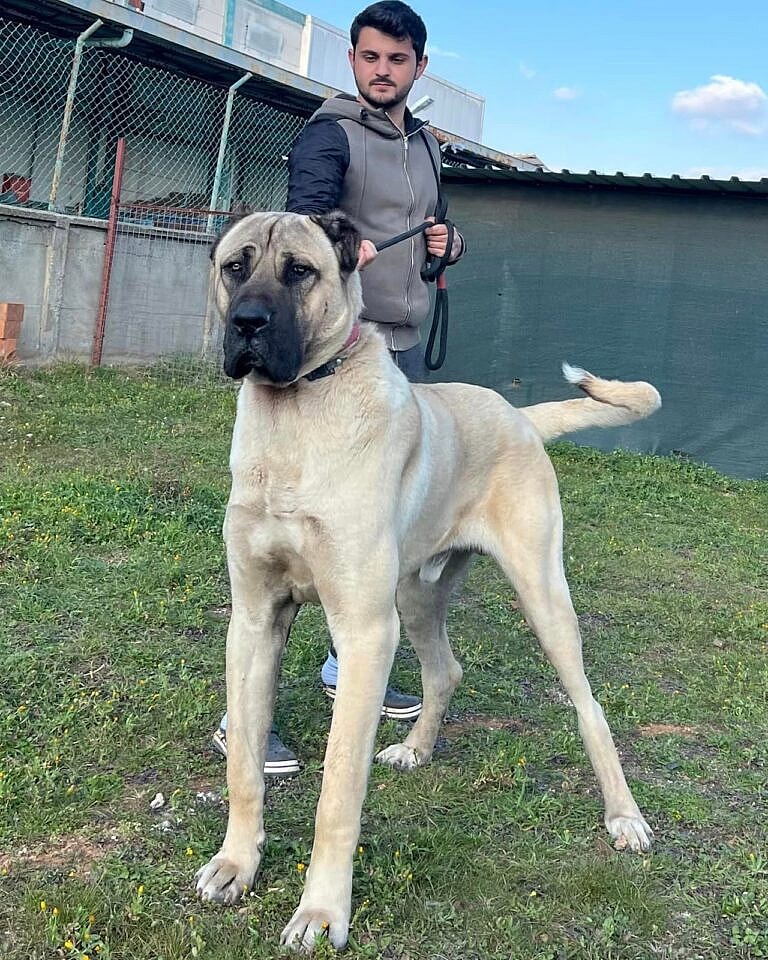 Kangal