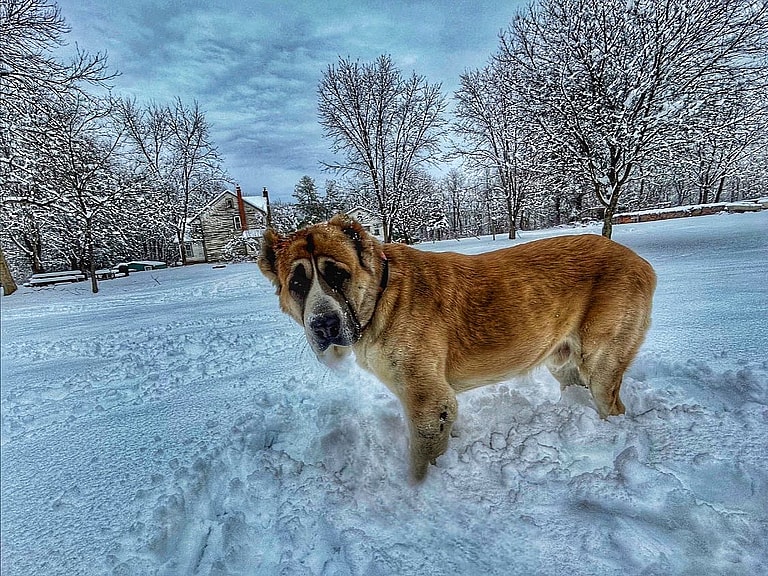 This Dog Was Bred by Mother Nature. Meet the Alabai, the Central Asian Shepherd dog