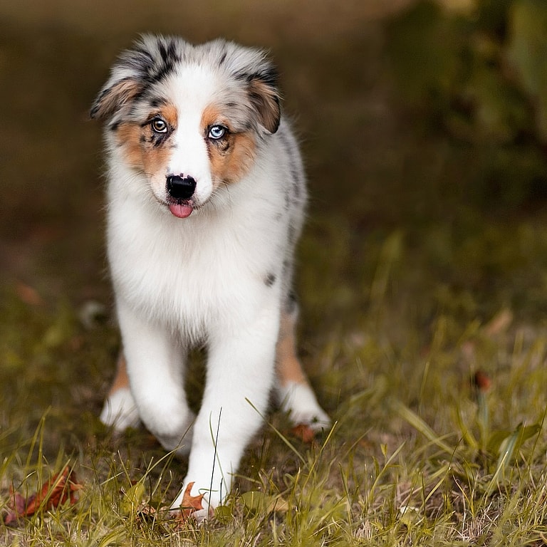 Blue Merle Australian Shepherds