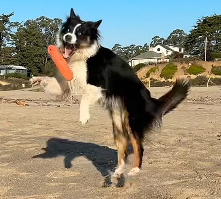 Australian Shepherds with Long Tails