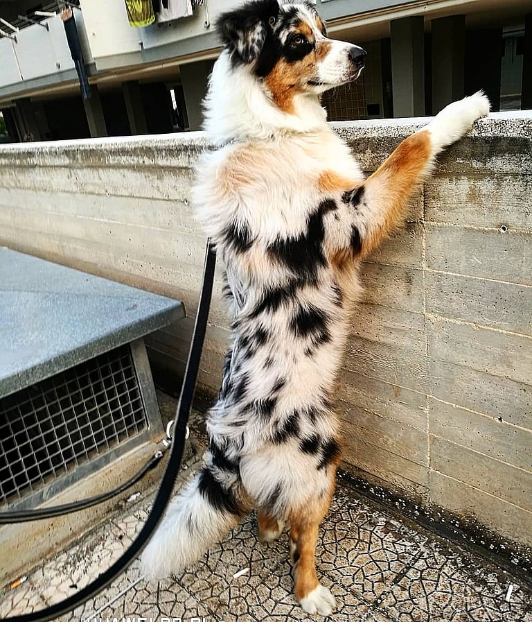 Australian Shepherds with Long Tails