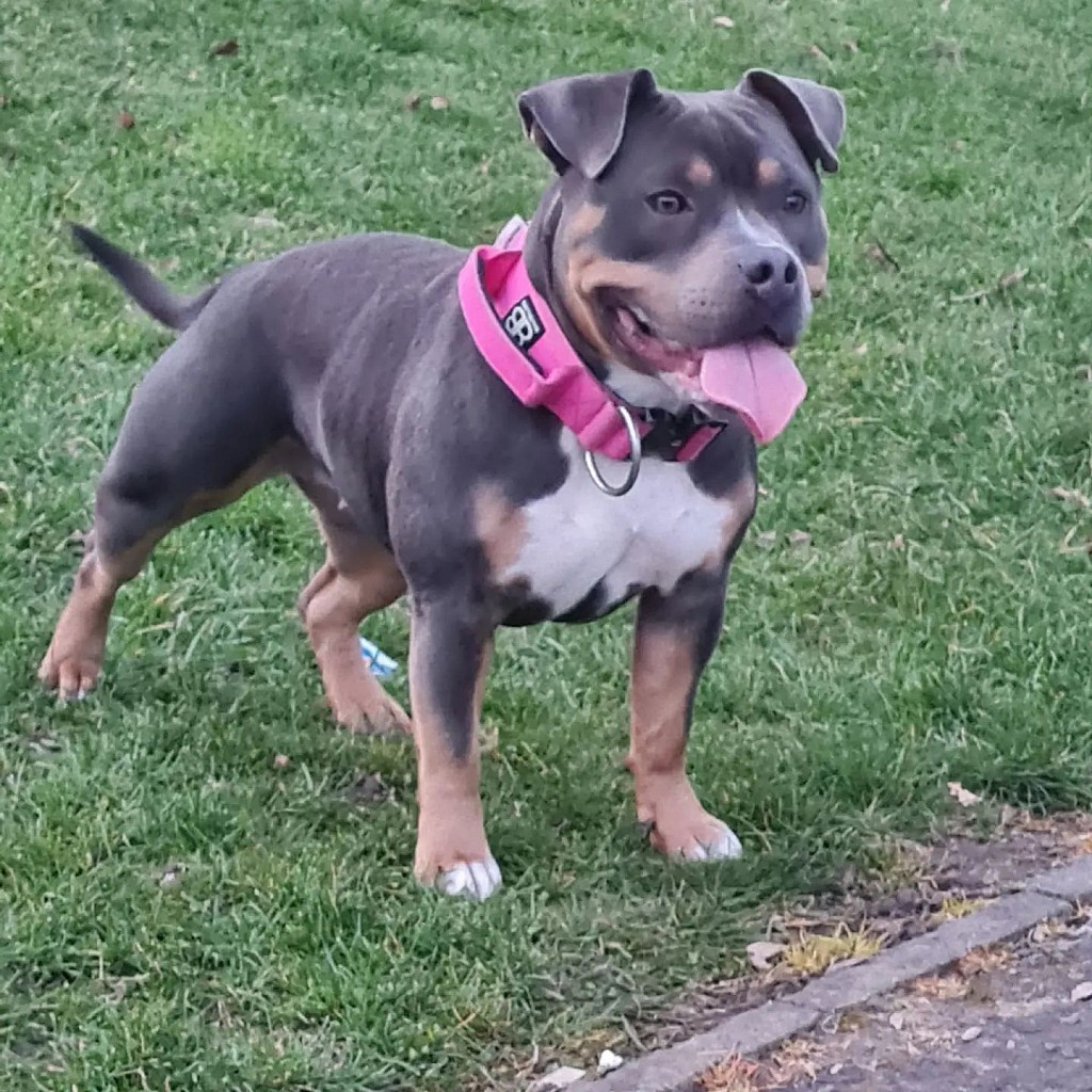 Hailing from the United Kingdom, Pebbles is a rambunctious pup with plenty of energy and snuggles for everyone!